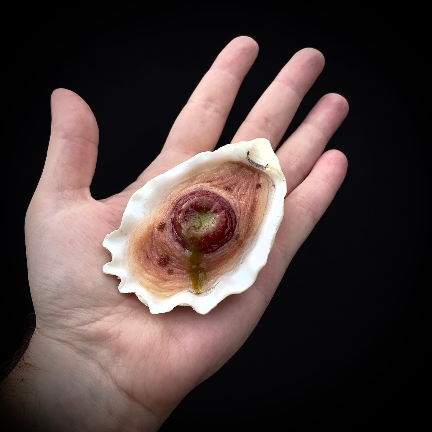 Salty's Shells - Leaky Stoma