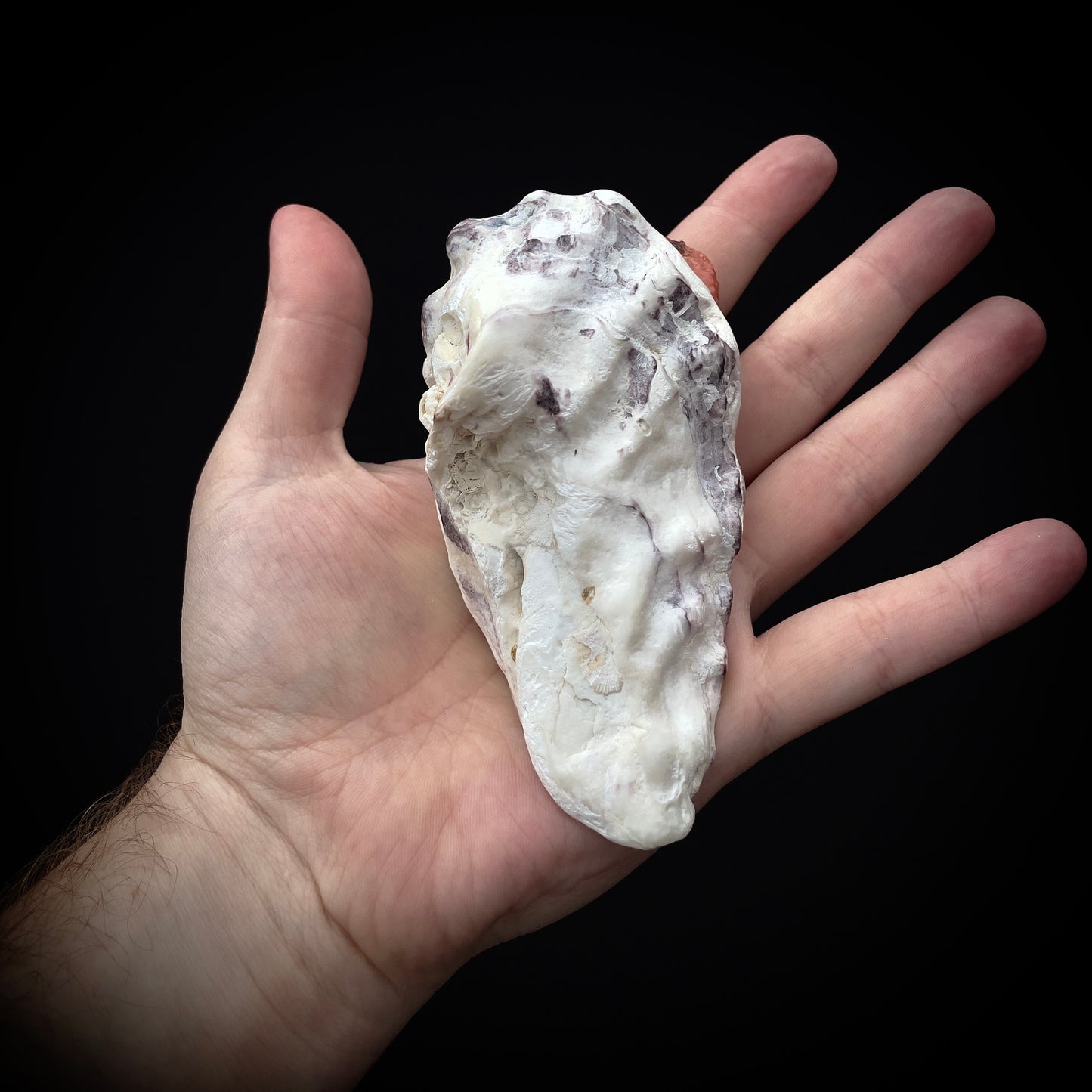 Salty's Shells - Tongue 4