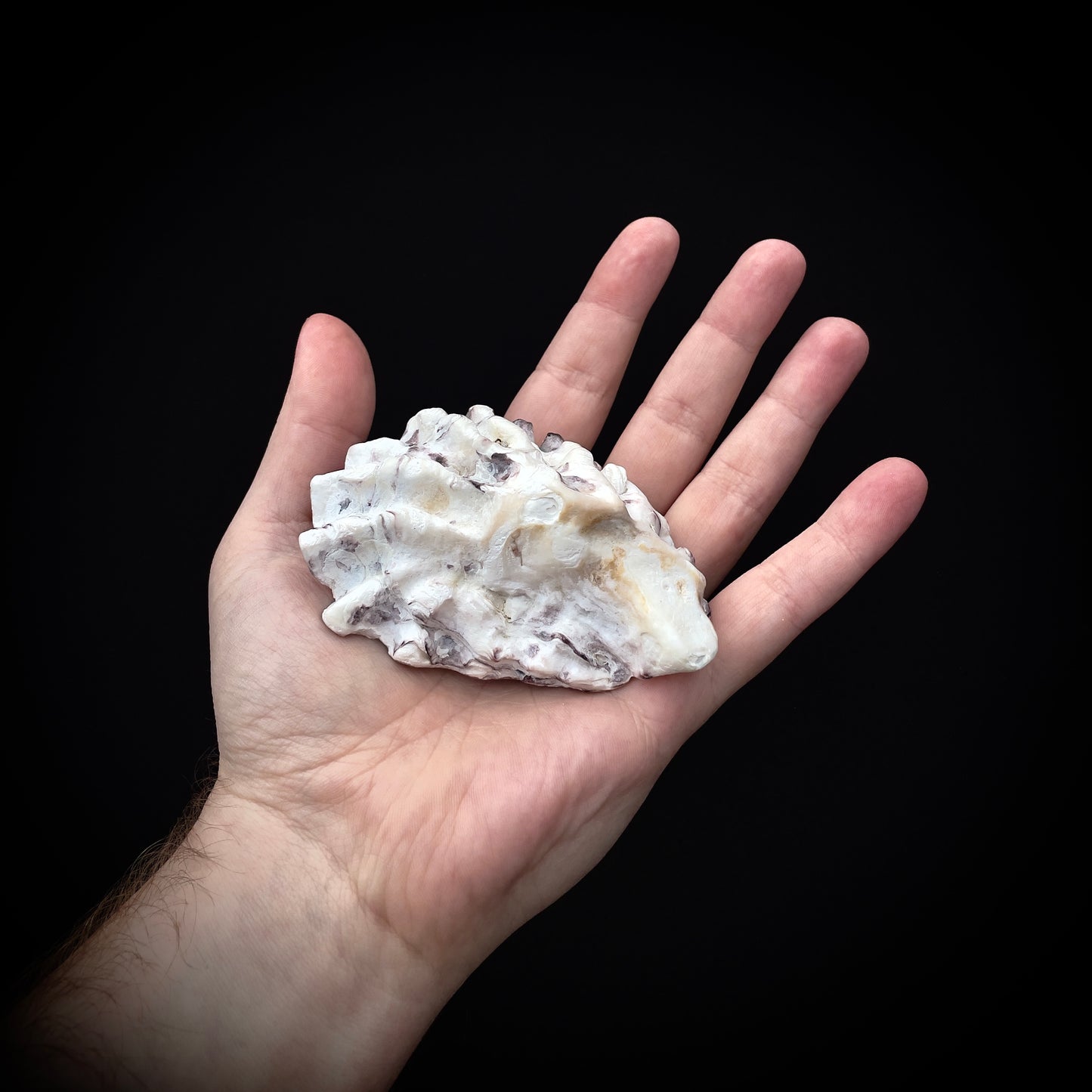 Salty's Shells - Eye 1