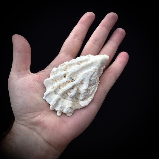 Salty's Shells - Leaky Stoma