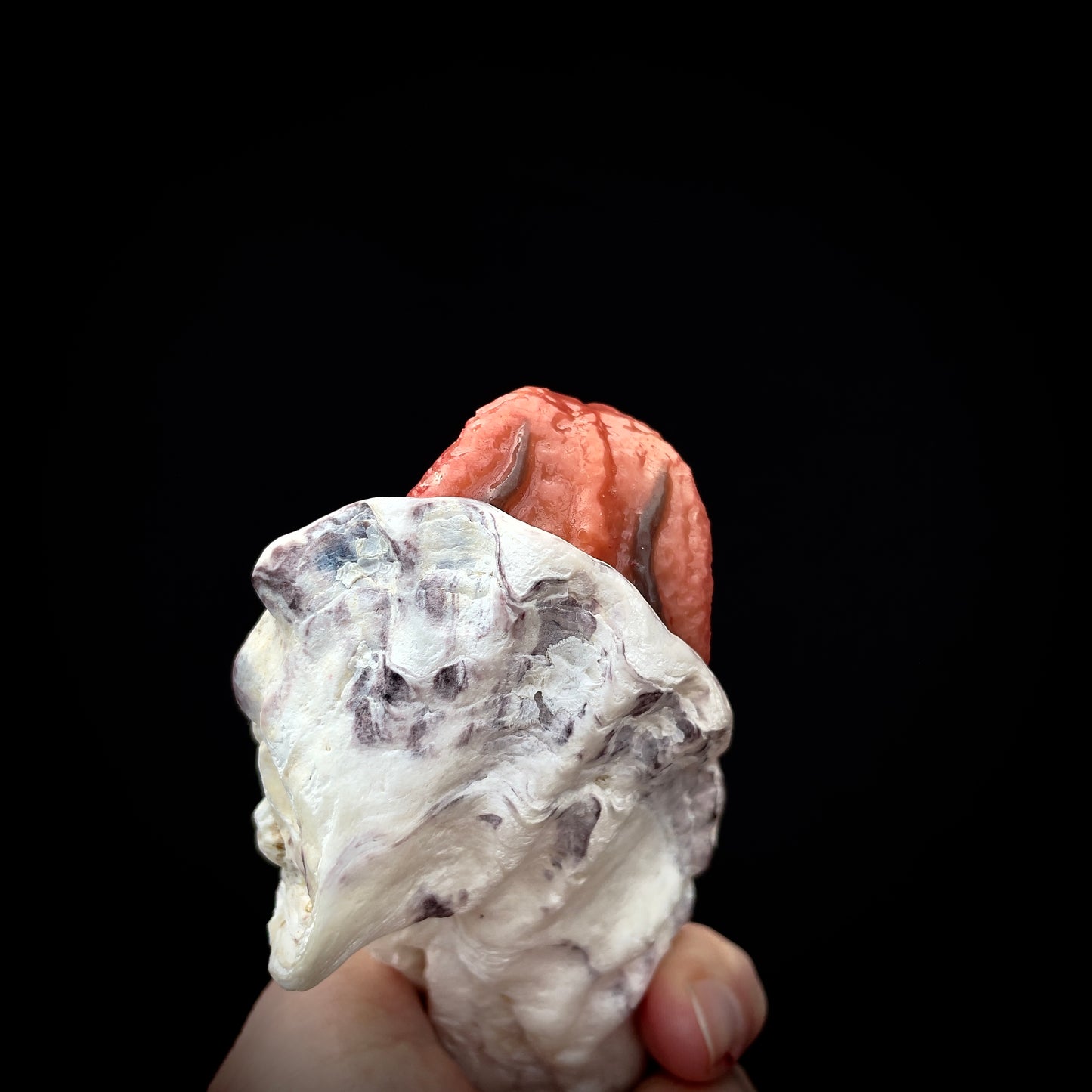 Salty's Shells - Tongue 4