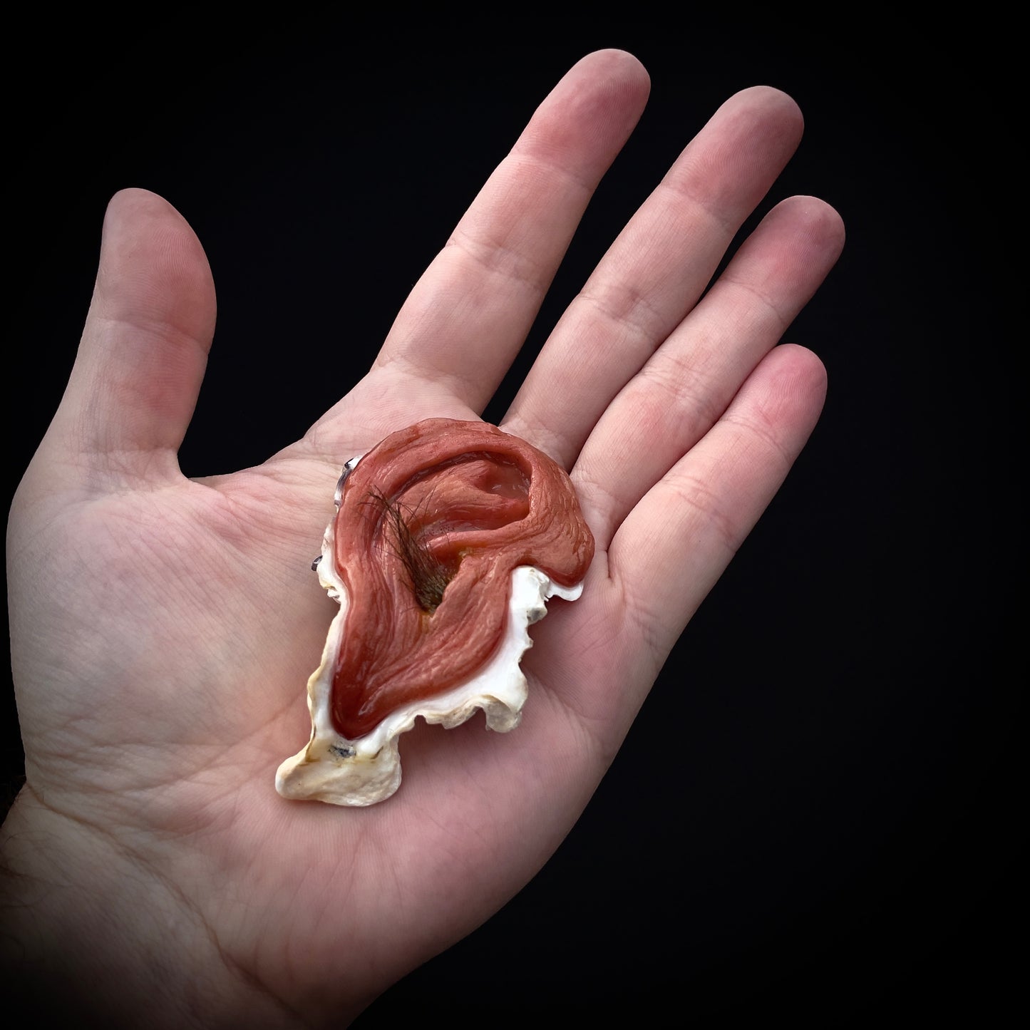 Salty's Shells - Hairy Ear