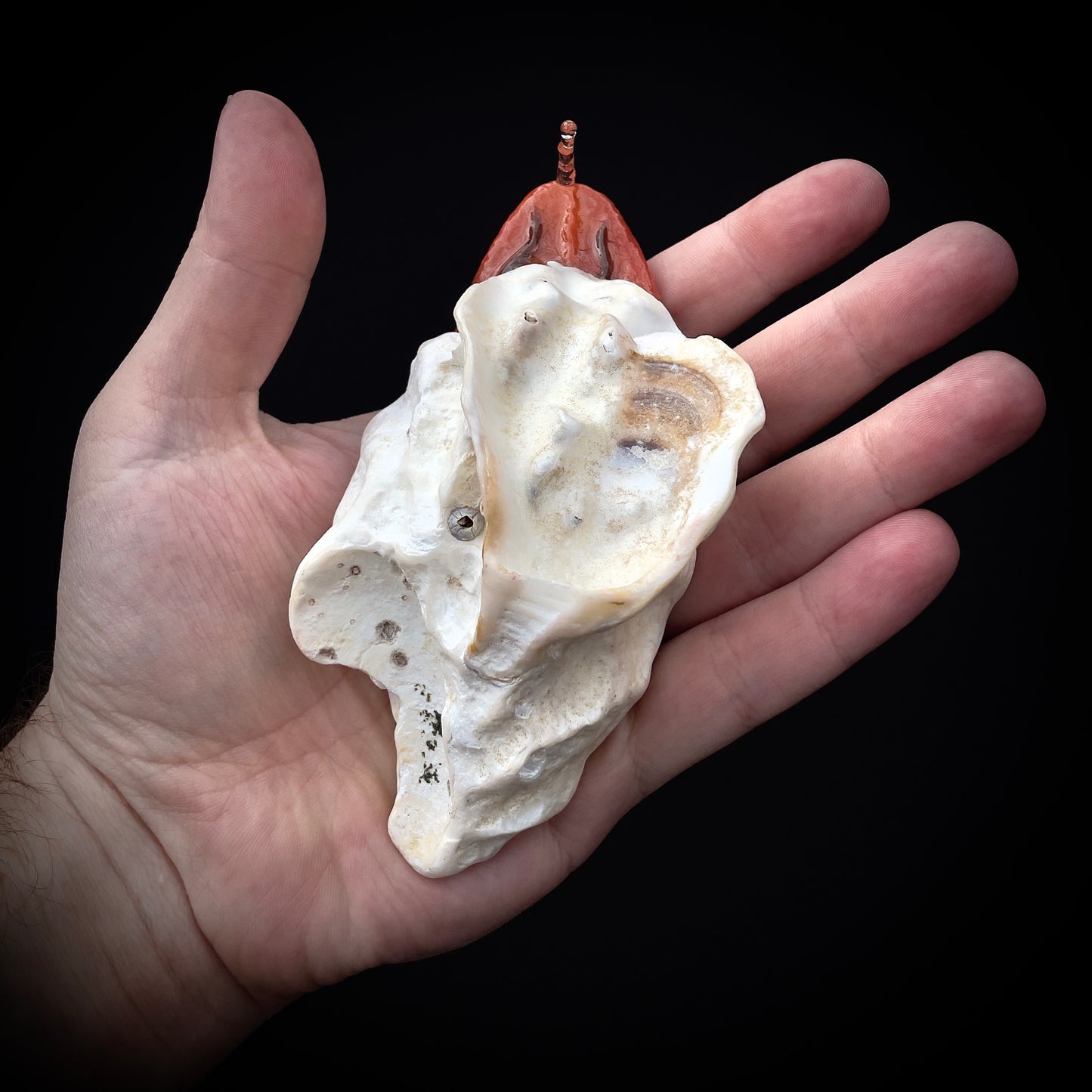 Salty's Shells - Tongue with drip