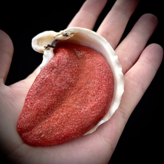 Salty's Shells - Tongue 3